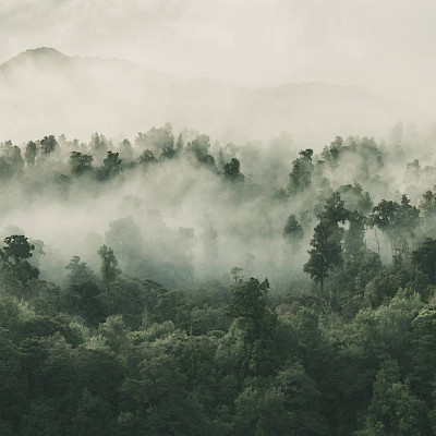 Geen FSC en PEFC materiaal uit Rusland en Belarus